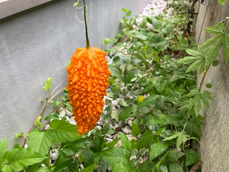 260802a.jpg