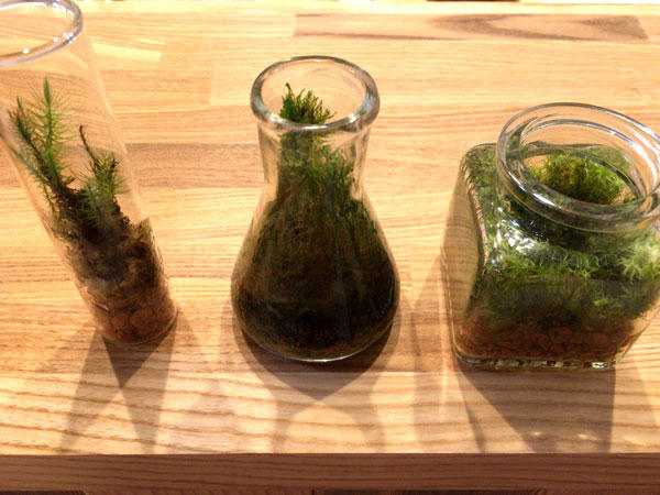 terrarium1.jpg