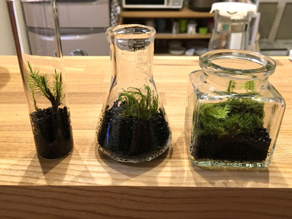 terrarium2.jpg